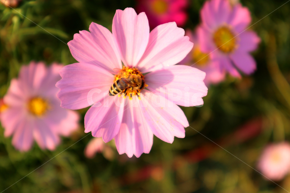 코스모스,벌,꿀벌,분홍색꽃,곤충,식물,flower,bee,가을,계절,fall,autumn,season,식물,자연,plants,nature,꽃,flower,plant,insect,invertebrate,무척추 동물,animal,동물,honey bee