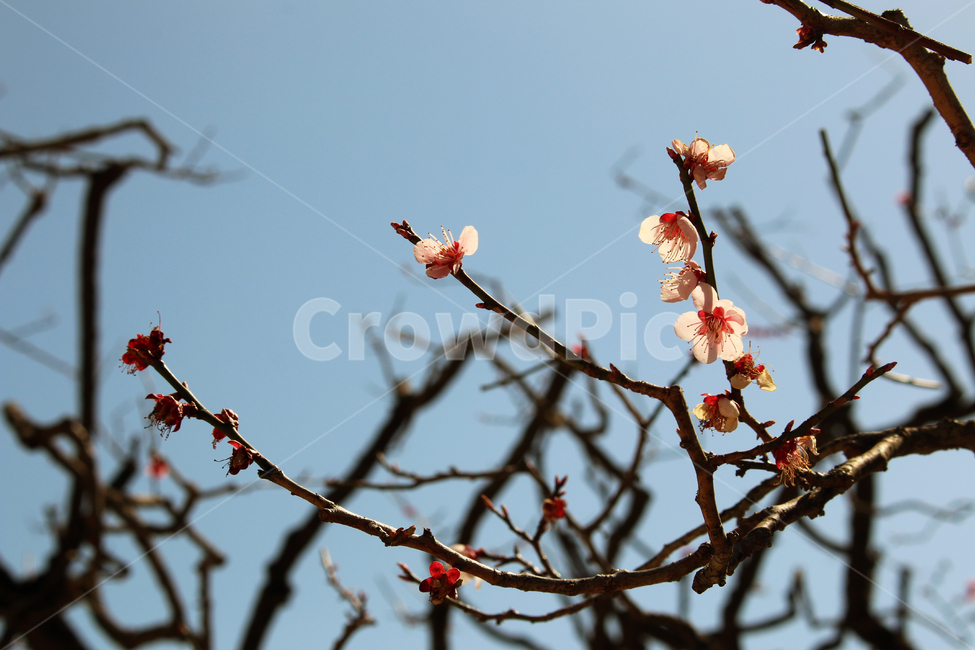 plant,꽃,봄,경남,경상남도,계절,식물