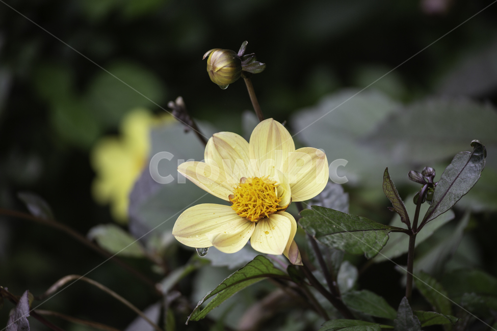 식물,자연,꽃,다알리아,여름,식물,자연,plants,nature,꽃,flower
