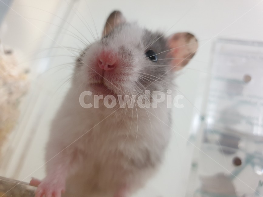 햄스터,골든햄스터,반려동물,동물,설치류,애완동물,hamster