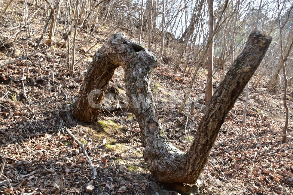 Daewonsa Temple,pine tree,valley road,n,Daewonsa Valley Road