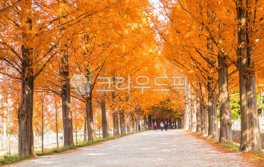 자연,풍경,경치,길,가로수,가로수길,단풍,단풍잎,가을,잎,메타세콰이아,메타세콰이아길,담양,사람들,여행지,식물,나무,plant,tree,human,person