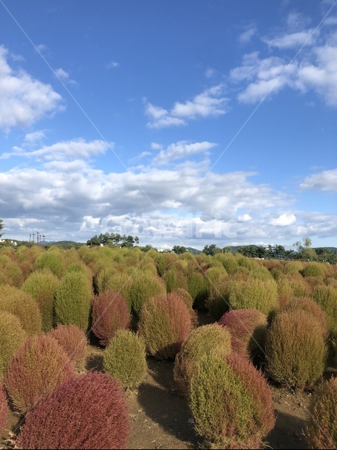 자연,풍경,이국,나무,하늘,구름,nature,tree,sky,outdoors