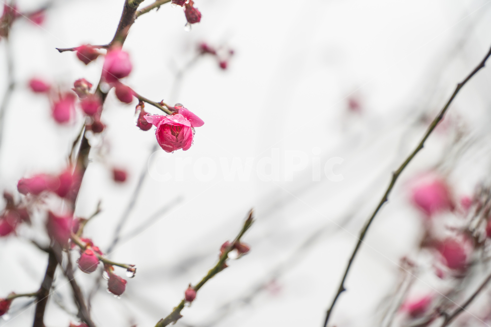 초봄,매화,꽃,봄,봄꽃,아름다움,감성,봄,계절,spring,season,식물,자연,plants,nature,꽃,flower,plant,blossom,cherry blossom,벚꽃