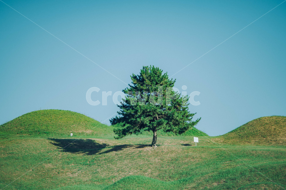 Alone tree,Bullodong,tomb,tree,grassland,outdoors,field,Ancient Tombs,plant