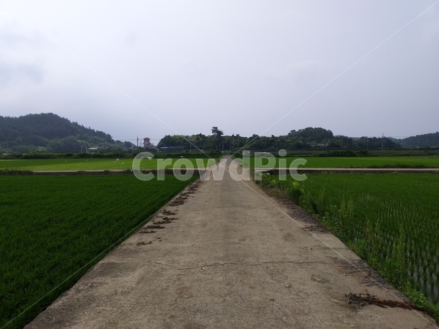 countryside,시골,논,nature,자연