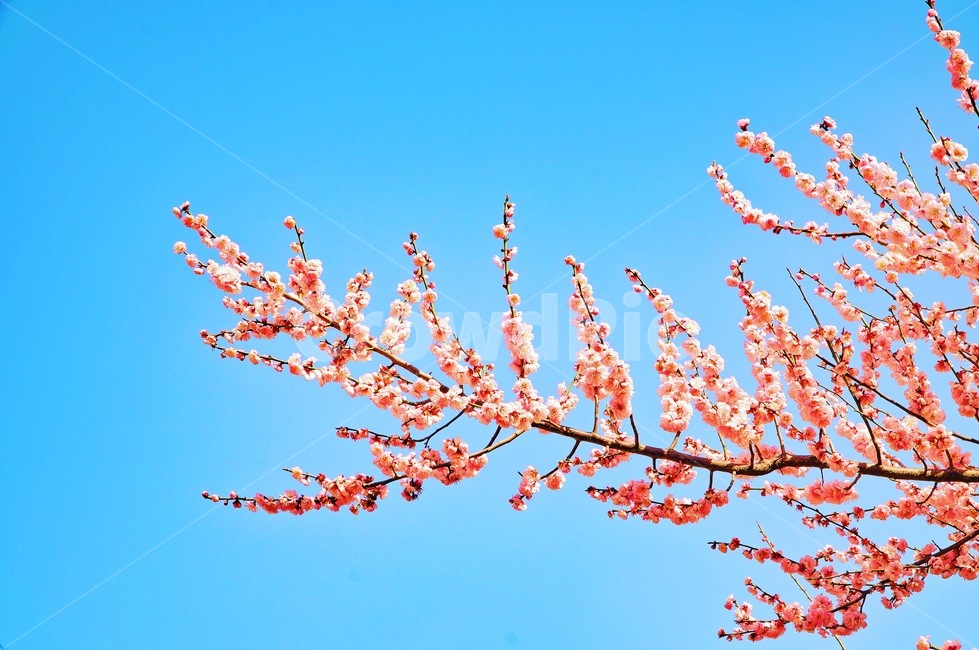 매화,홍매화,꽃,봄,분홍,봄,계절,spring,season,식물,자연,plants,nature,꽃,flower,plant,blossom