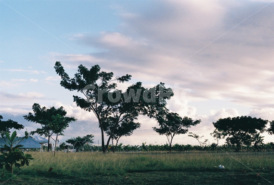 grassland,nature,자연,sunset,일몰,대초원,savanna