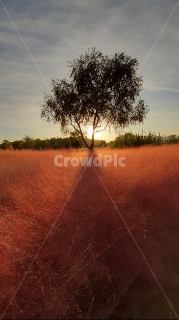 핑크뮬리,순천만국가정원,아침풍경,아름다운자연,아침햇살,가을,계절,fall,autumn,season,ground,바닥,nature,자연,outdoors,옥외