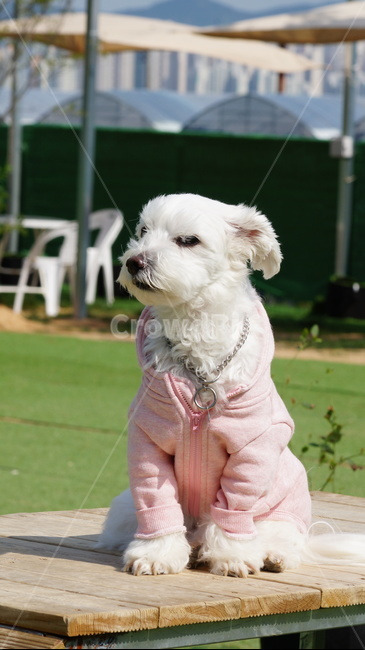 애견,반려견,강아지,도그,동물,동물,animal,포유류,mammal,개,강아지,dog,doggy