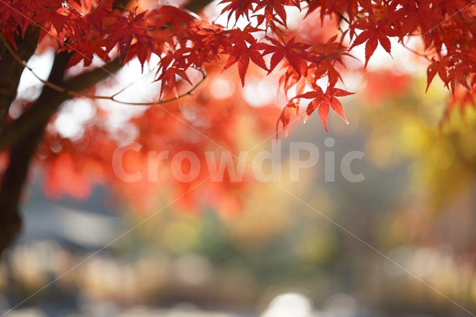 	단풍,가을,계절,자연,감성,감성사진,레드,빨강,풍경,식물,잎,잎새,느낌,풍경사진,가을사진,가을풍경,가을,계절,fall,autumn,season,식물,자연,plants,nature,감성,sensible,feeling,plant,leaf,tree,나무