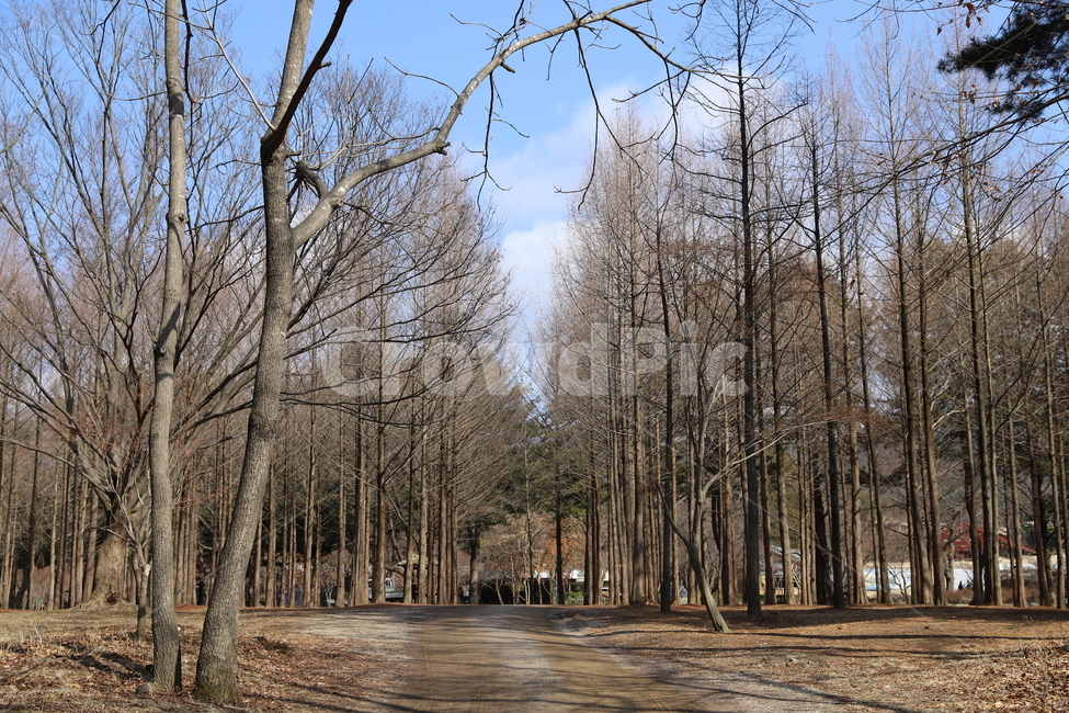 tree,나무,plant,식물,treetrunk,나무줄기