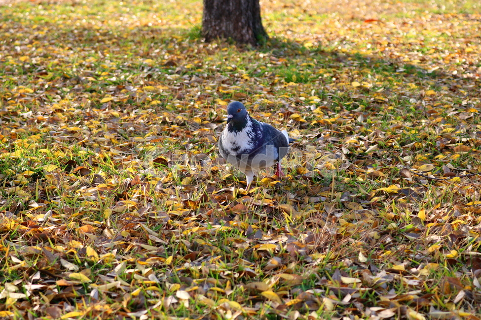 비둘기,새,조류,동물,낙엽,풀밭,풀,가을,가을,계절,fall,autumn,season,동물,animal,조류,새,birds,ground,바닥,bird