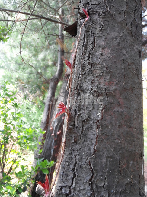 잣나무,봄,덩굴식물,새싹,잣마무껍질,침엽수,기생식물,숲,식물,자연,plants,nature,나무,trees,wood