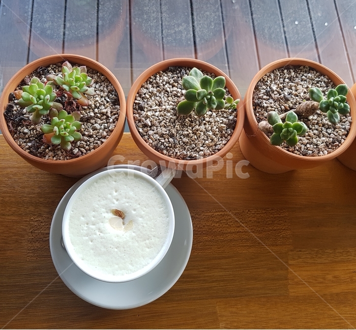 커피,식물,다육이,라떼,화분,실내용화초,화분,화초,house plant