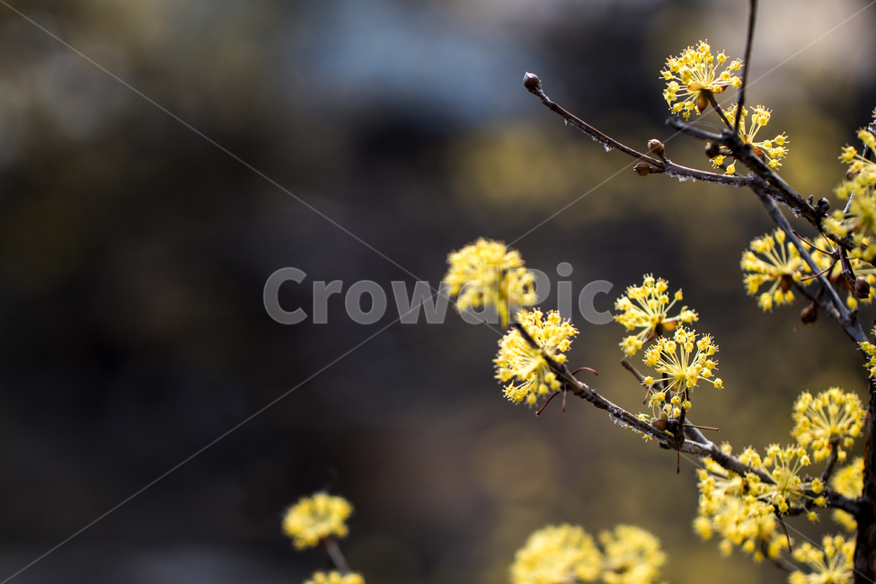 매화,봄,나들이,배경,계절,꽃,자연,식물,한국,봄,계절,spring,season,식물,자연,plants,nature,꽃,flower,plant