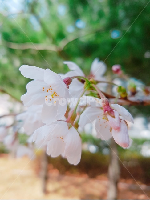봄,꽃,벚꽃,나무,식물,봄,계절,spring,season,식물,자연,plants,nature,꽃,flower,plant