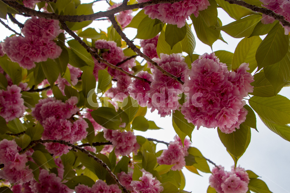겹벚꽃,겹벚꽃나무,벚꽃,분홍벚꽃,분홍겹벚꽃,cherryblossoms,doublecherryblossom,식물,자연,plants,nature,꽃,flower