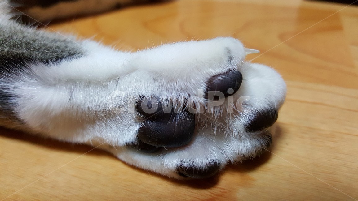 sole,Loveliness,black,cat jelly,cat paws,Grape Jelly,Black color,cat,animal soles,cuteness,animal,Grape flavored jelly,family,Smoothly,pet,toenail,yellow flooring