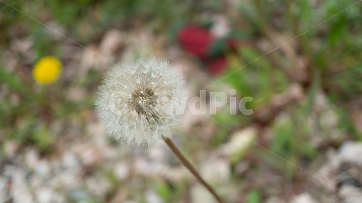 민들레꽃,민들레,봄꽃,dandelion,민들레홀씨