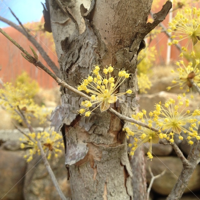 plant,식물,tree,나무,산수유,꽃,flower,봄,나무,trees,wood