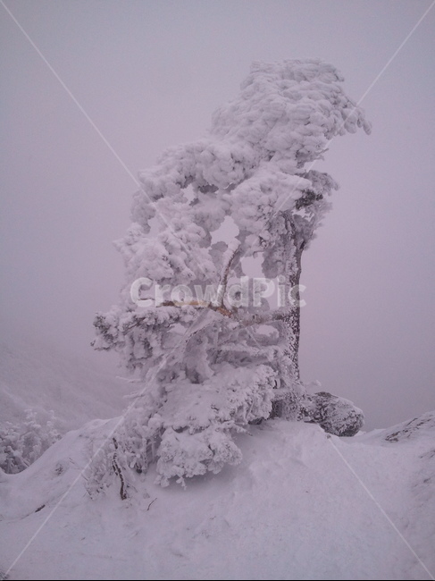 snow,눈,winter,겨울,nature,자연,outdoors,storm,blizzard,눈보라,산,겨울산,설경,나무,풍경