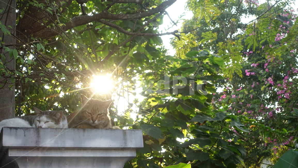 숲,nature,green,자연,outdoors,옥외,햇빛,빛,sunlight,고양이,pet,동물,anmial