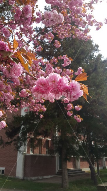 벚꽃,벚나무,sakuraflower,봄기운,핑크