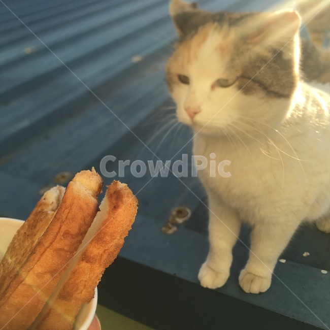고양이,동물,야옹이,냥이,귀여움,동물,animal,포유류,mammal,고양이,cat,kitten,kitty