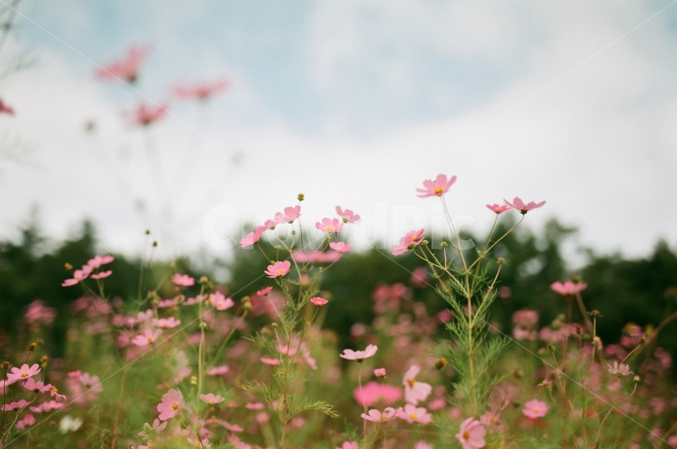 가을,가을꽃,코스모스,꽃,가을하늘,겨울,가을,계절,fall,autumn,season,식물,자연,plants,nature,꽃,flower,감성,sensible,feeling,blossom,geranium,제라늄,plant