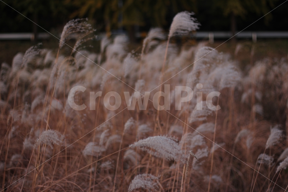 가을,추위,억새,하늘,풍경,autumn,cool,tatch,silvergrass,scenery,landscape,cityscape,노을,sunset,가을,계절,fall,autumn,season,식물,자연,plants,nature,감성,sensible,feeling,plant,grass,잔디,lawn,reed,갈대