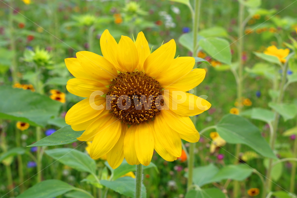 꽃,해바라기,해바라기꽃,식물,속씨식물,여름,식물,자연,plants,nature,꽃,flower