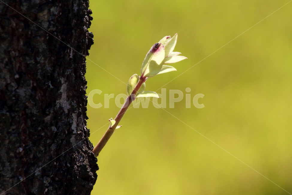 벚나무,새순,가지,나무,orientalcherry,식물,자연,plants,nature