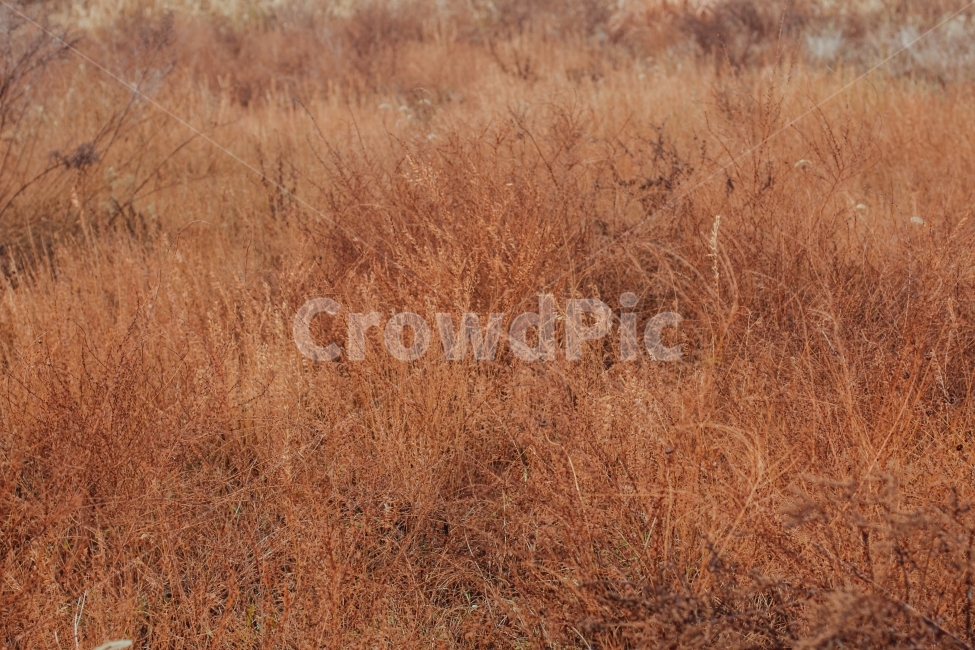 식물,자연,풀,강가,양평,경기도,식물,자연,plants,nature
