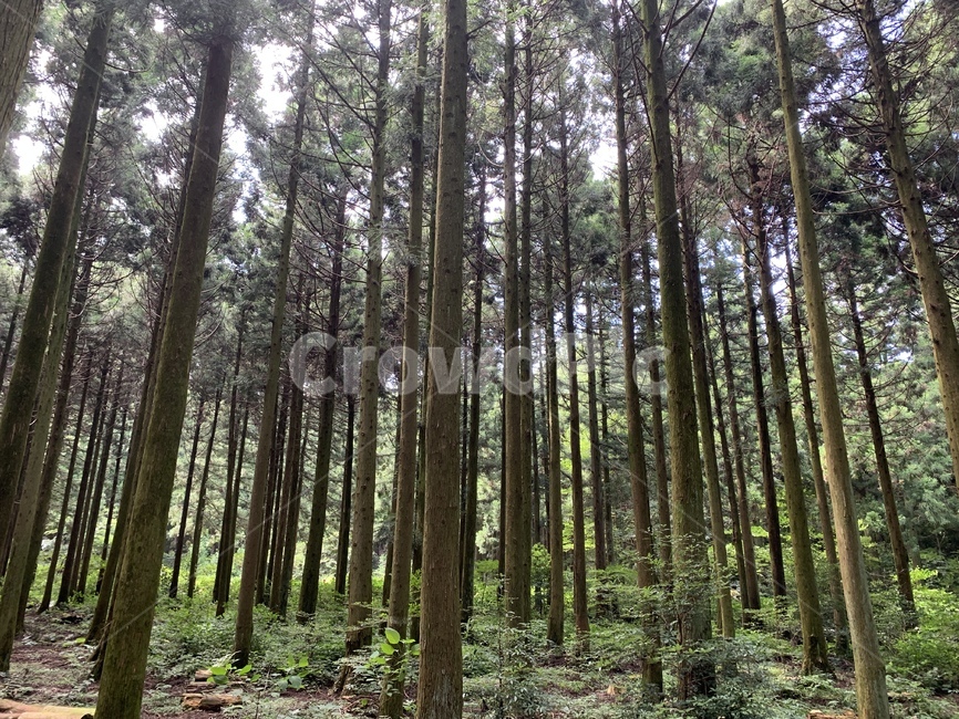 사려니숲,제주도,숲,휴식,나무