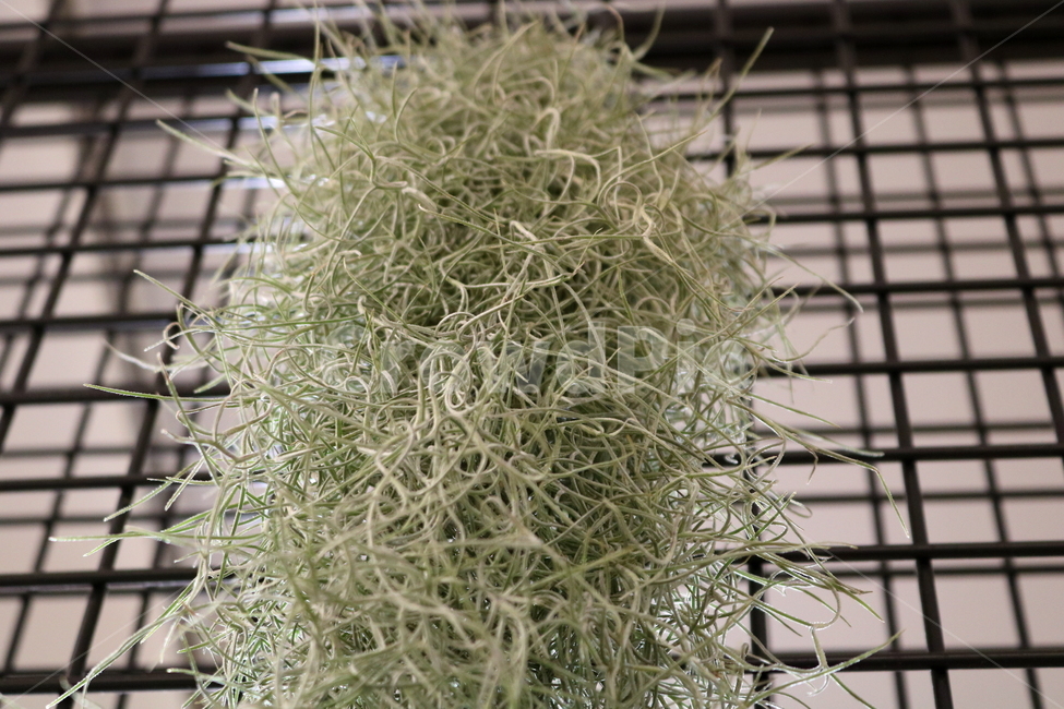 수염탈란드시아,탈란드시아,식물,공기정화식물,열대식물,자연,식물,자연,plants,nature,실내용화초,화분,화초,house plant