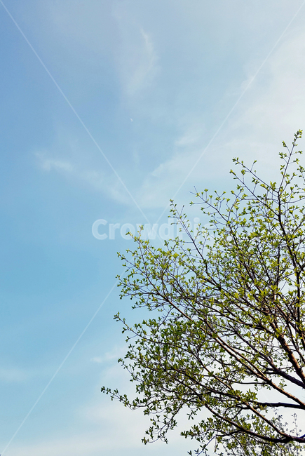 배경,background,나무,tree,초록,화창한,봄,하늘,sky,깨끗한,자연,풍경,nature,landscape