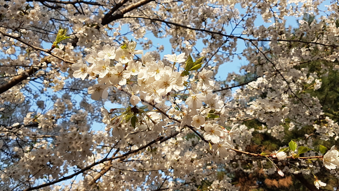 벚꽃,봄,화사한,아름다운,꽃,봄꽃,풍경,나들이,예쁜