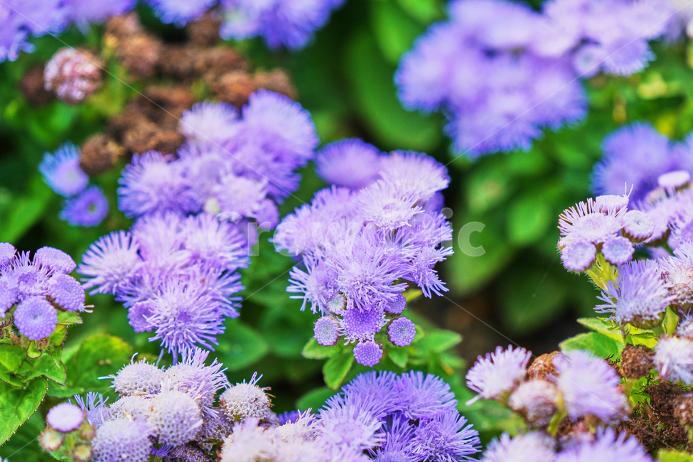 꽃,여름,식물,자연,나들이,식물,자연,plants,nature,꽃,flower