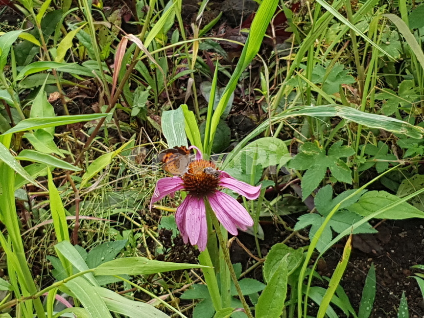 plant,식물,벌,bee,buterfly,나비,flower,꽃,grass,풀,insect,벌레