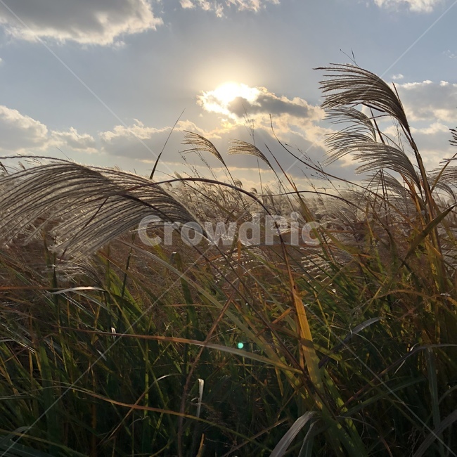 자연,억새,가을,햇빛,하늘,가을,계절,fall,autumn,season,식물,자연,plants,nature,grass,잔디,plant,lawn,reed,갈대