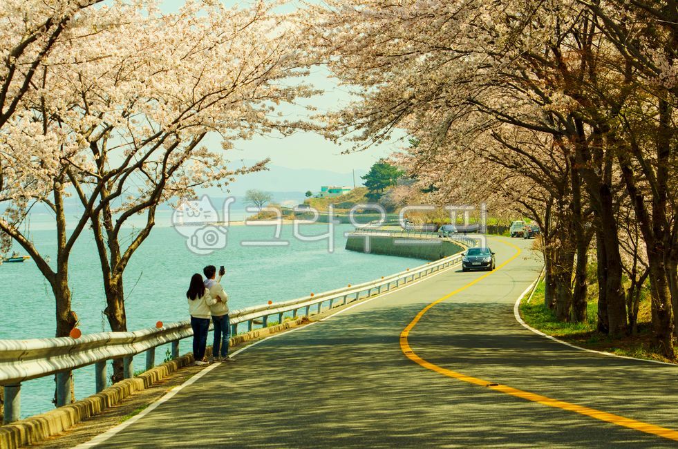 nature, road, plant, tree, flower, 사진,이미지,일러스트,캘리그라피 - nthbutpic작가