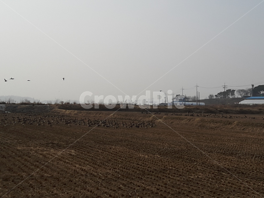 자연,풍경,철새,아름다움,생명,시골,마을,풍경,landscape,country,rural,town