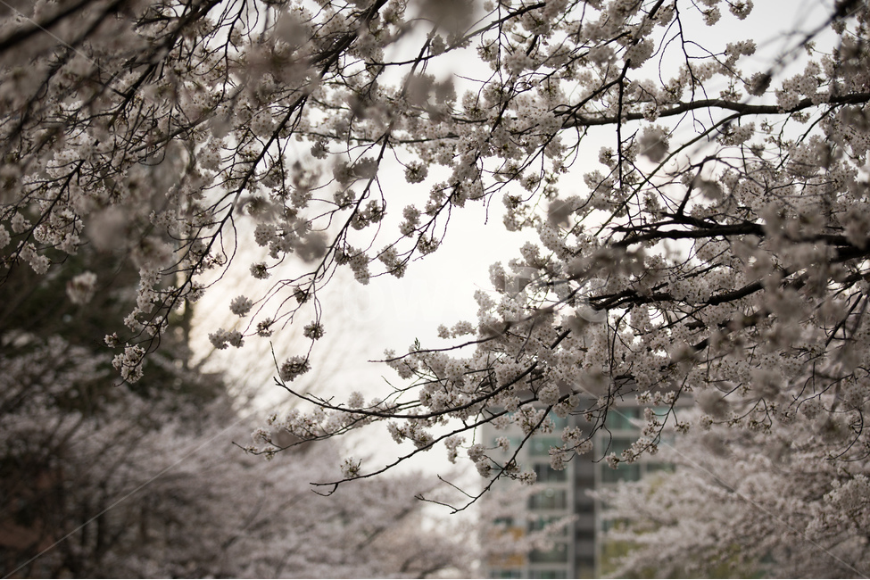 봄,벚꽃,나무,꽃,자연,동네사진,감성,봄,계절,spring,season,식물,자연,plants,nature,꽃,flower,plant,blossom,cherry blossom