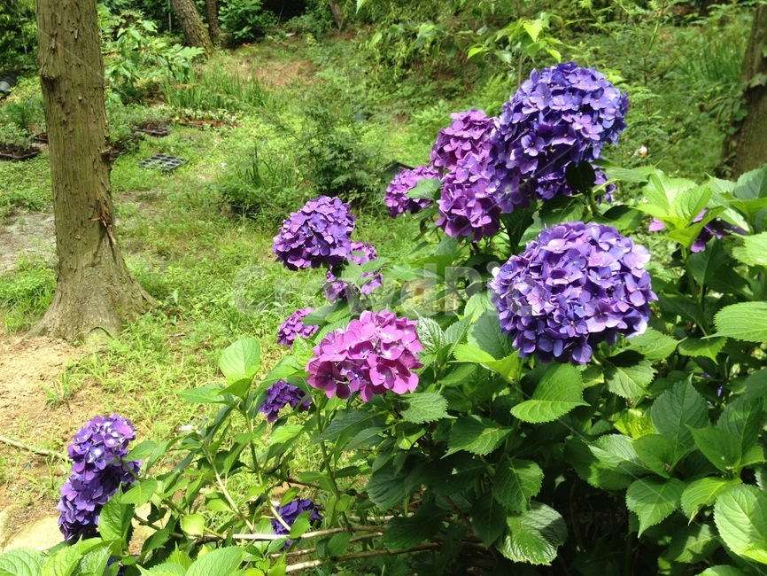수국,꽃,보라색꽃,보라색수국,큰꽃,flower,hydrangea