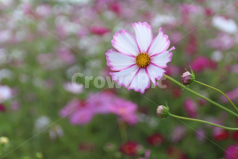 plant,식물,화분,flower,꽃,야외,공원,자연,꽃잎,식물,자연,plants,nature,꽃,flower
