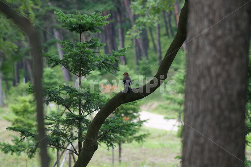 어치,산까치,숲,환경,나무,풍경,새,생태,동물,animal,조류,새,birds