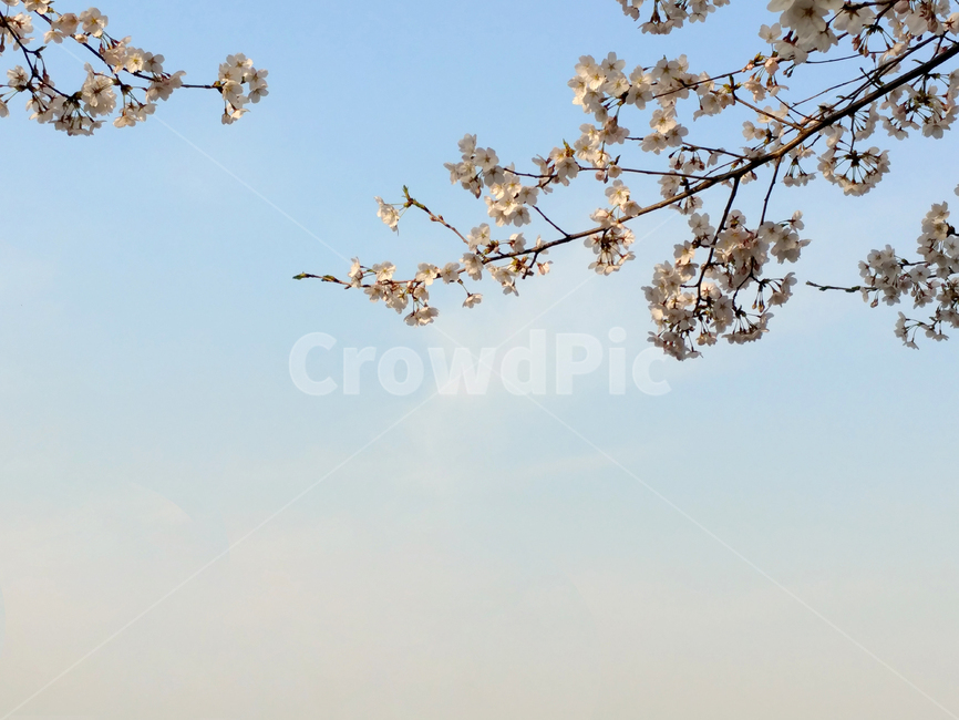 벚꽃,하늘,그라데이션,여백,꽃,봄,봄,계절,spring,season,plant,식물