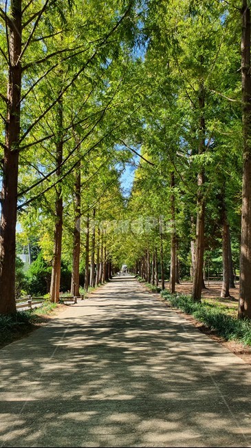 outdoors,옥외,plant,식물,tree,정원,garden,통로,path,나무,길