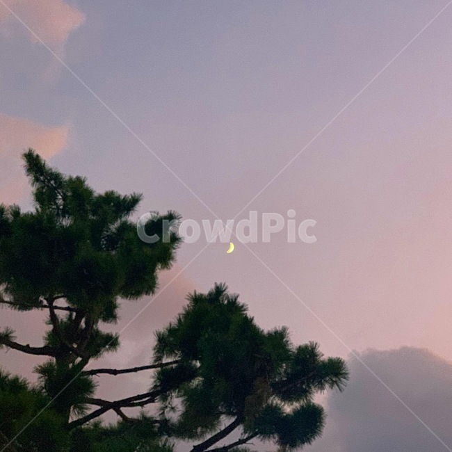 달,소나무,저녁,노을,분홍하늘,분홍색하늘,보라색,보라색하늘,moon,tree,나무,plant,식물